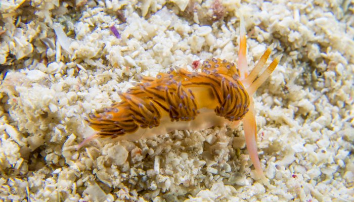 Aolid Nudibranch